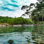 Birdwatcher’s Paradise: 6 Birds To Spot In The Amazon Rainforest