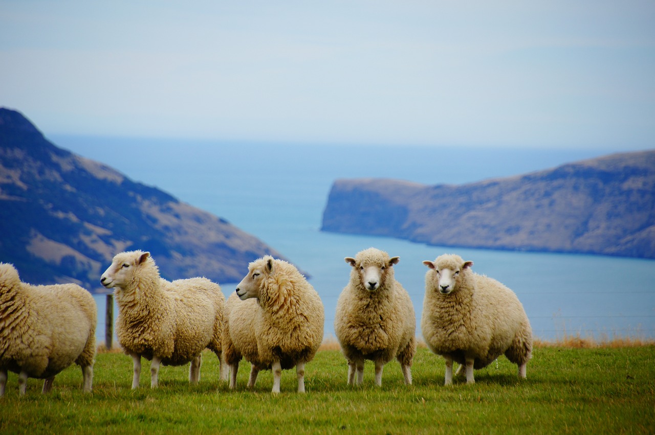 How to Travel New Zealand on a Budget: Saving money while still experiencing the best of the country.