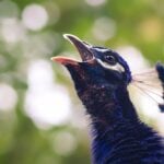 The Best Wildlife Safaris in India: From Ranthambore to Kaziranga