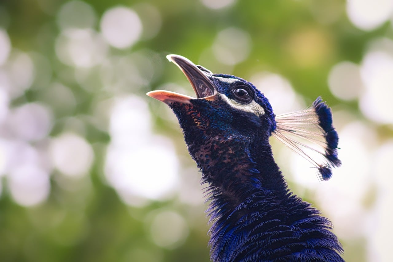 The Best Wildlife Safaris in India: From Ranthambore to Kaziranga  