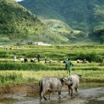 Vietnam in November: What to Expect, Weather, and Travel Advice  