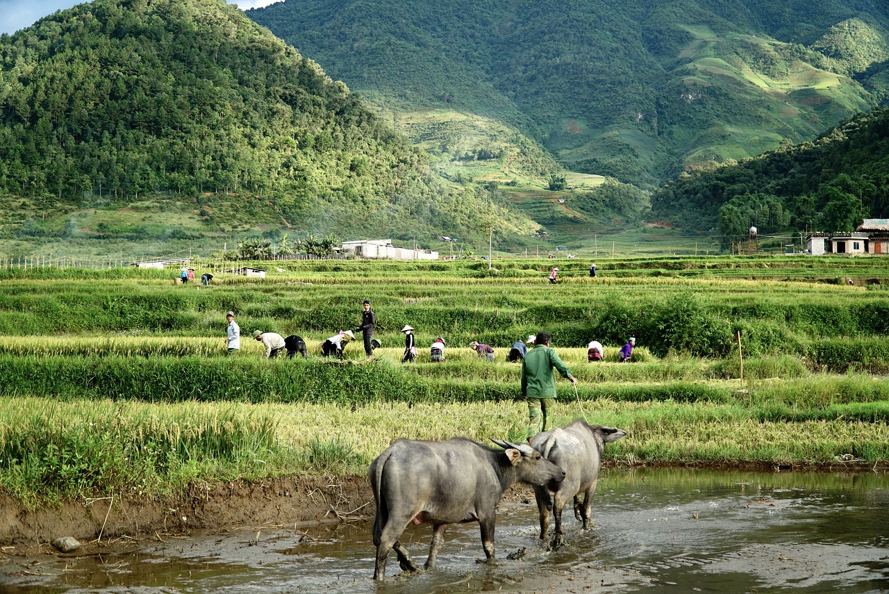 Vietnam in November: What to Expect, Weather, and Travel Advice  