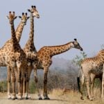 Top Safari Adventures in South Africa: Where to Go for Big Five Sightings