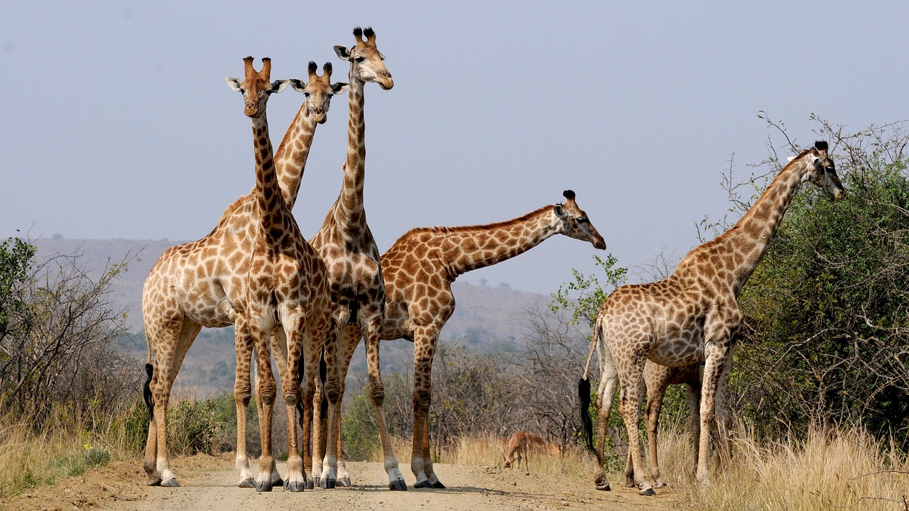 Top Wildlife Safaris in South Africa: Ultimate 2025-26 Adventure Guide