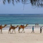 Diani Beach: The Perfect December Beach Escape in Kenya