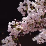 Japan in March: Cherry Blossoms, Festivals & Travel Tips