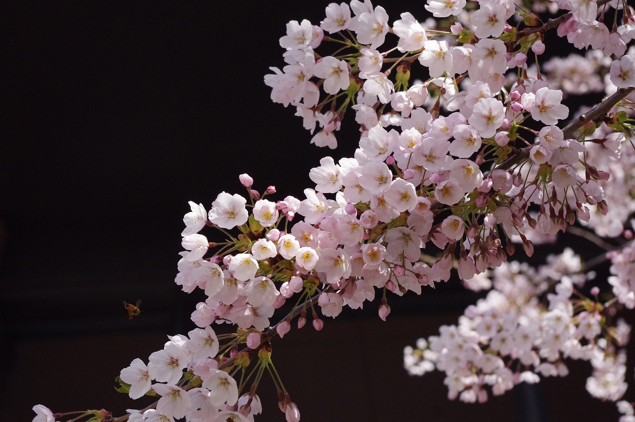 Japan in March: Cherry Blossoms, Festivals & Travel Tips