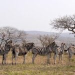 South Africa in April: Wild Safaris and Scenic Wonders
