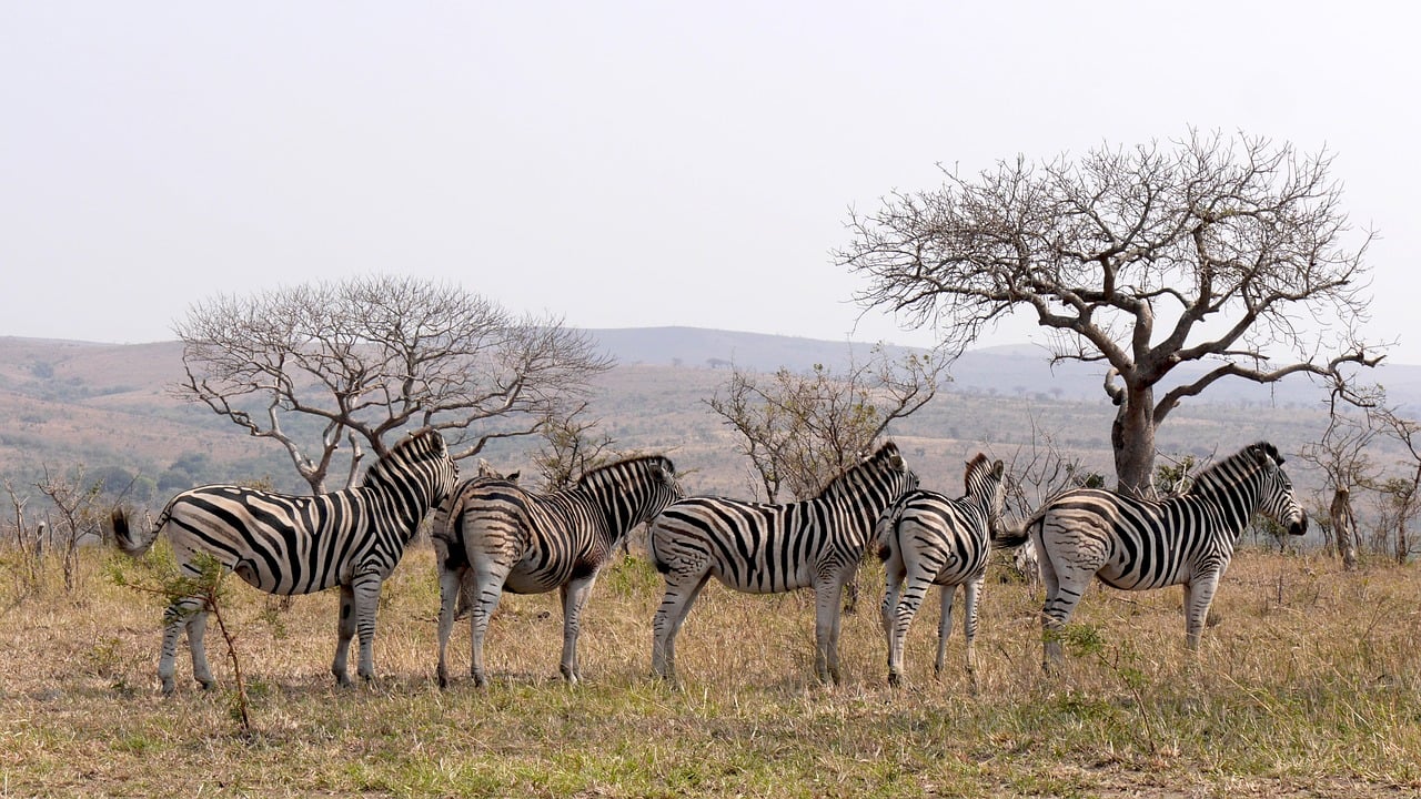 South Africa in April: Wild Safaris and Scenic Wonders