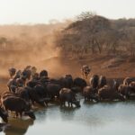 African Safari Animals: Your Ultimate Guide to Wildlife Wonders