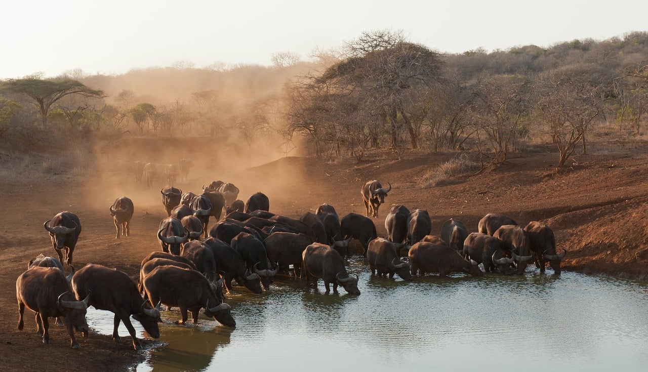 African Safari Animals: Your Ultimate Guide to Wildlife Wonders