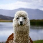 Things to Do in Lima Peru: Culture, Food, and Unique Experiences