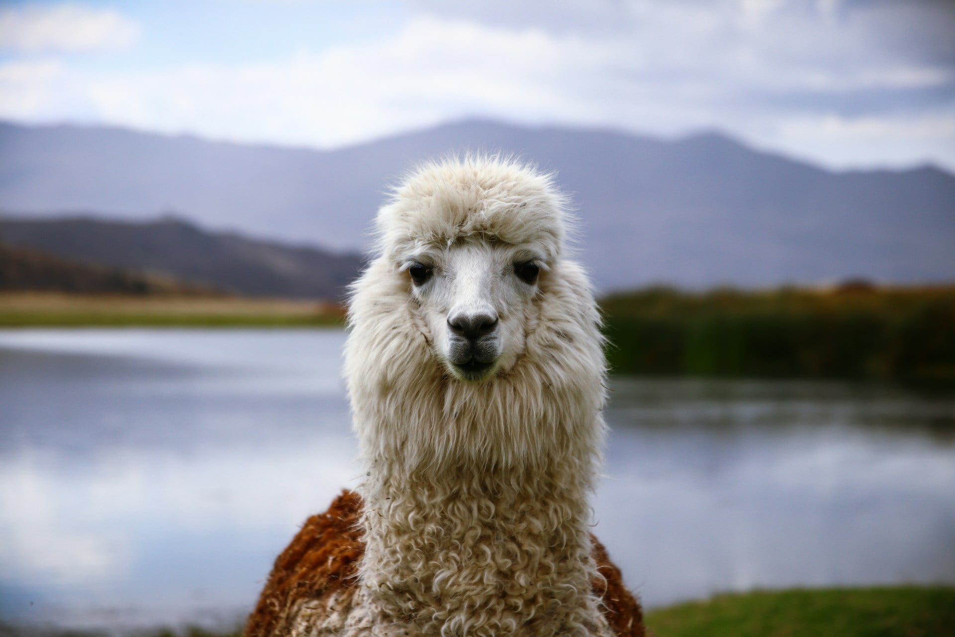 Things to Do in Lima Peru: Culture, Food, and Unique Experiences