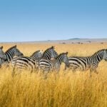 Unforgettable Things to Do in Kenya: Safaris, Beaches & Beyond