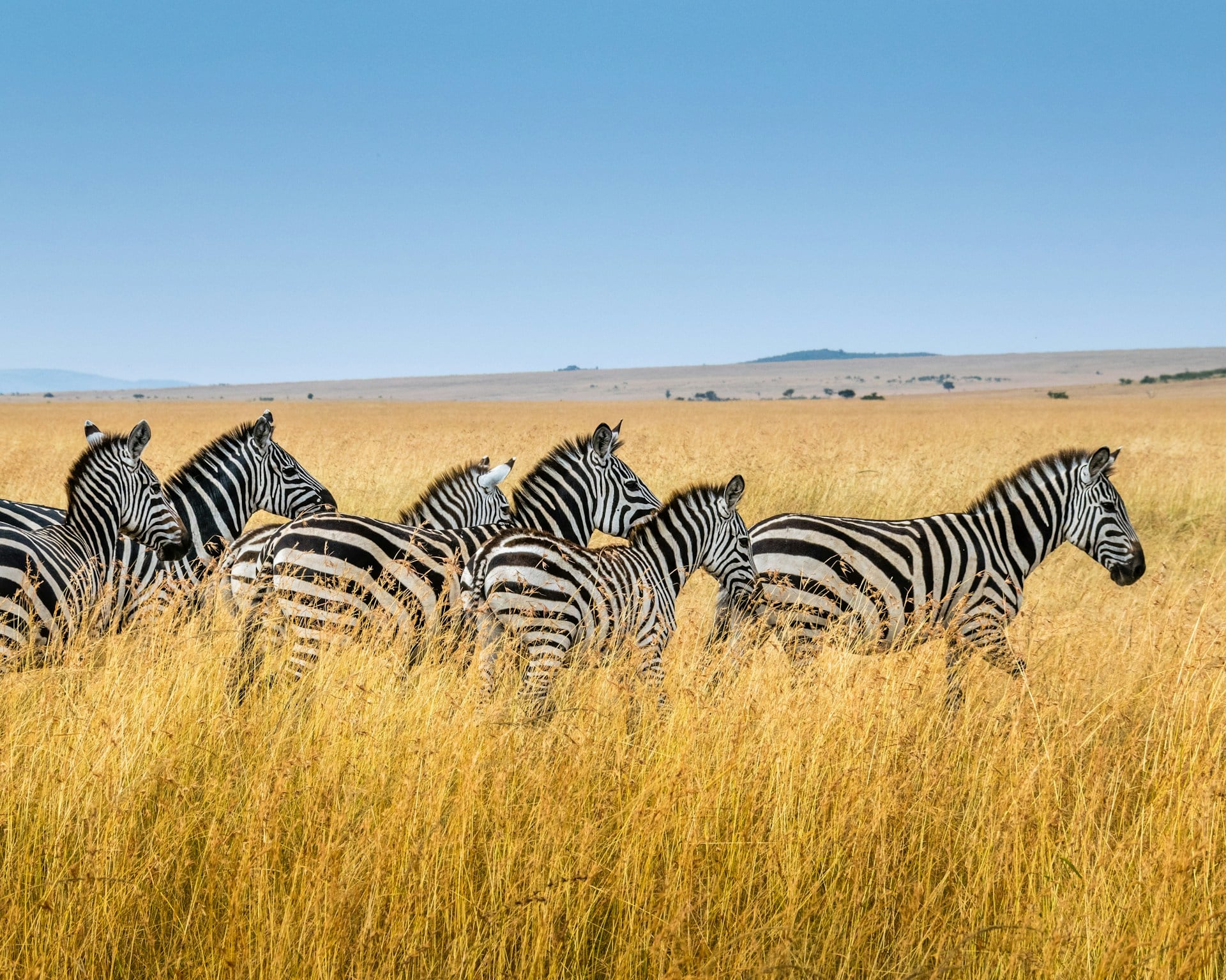 Best Things to Do in Kenya 2025