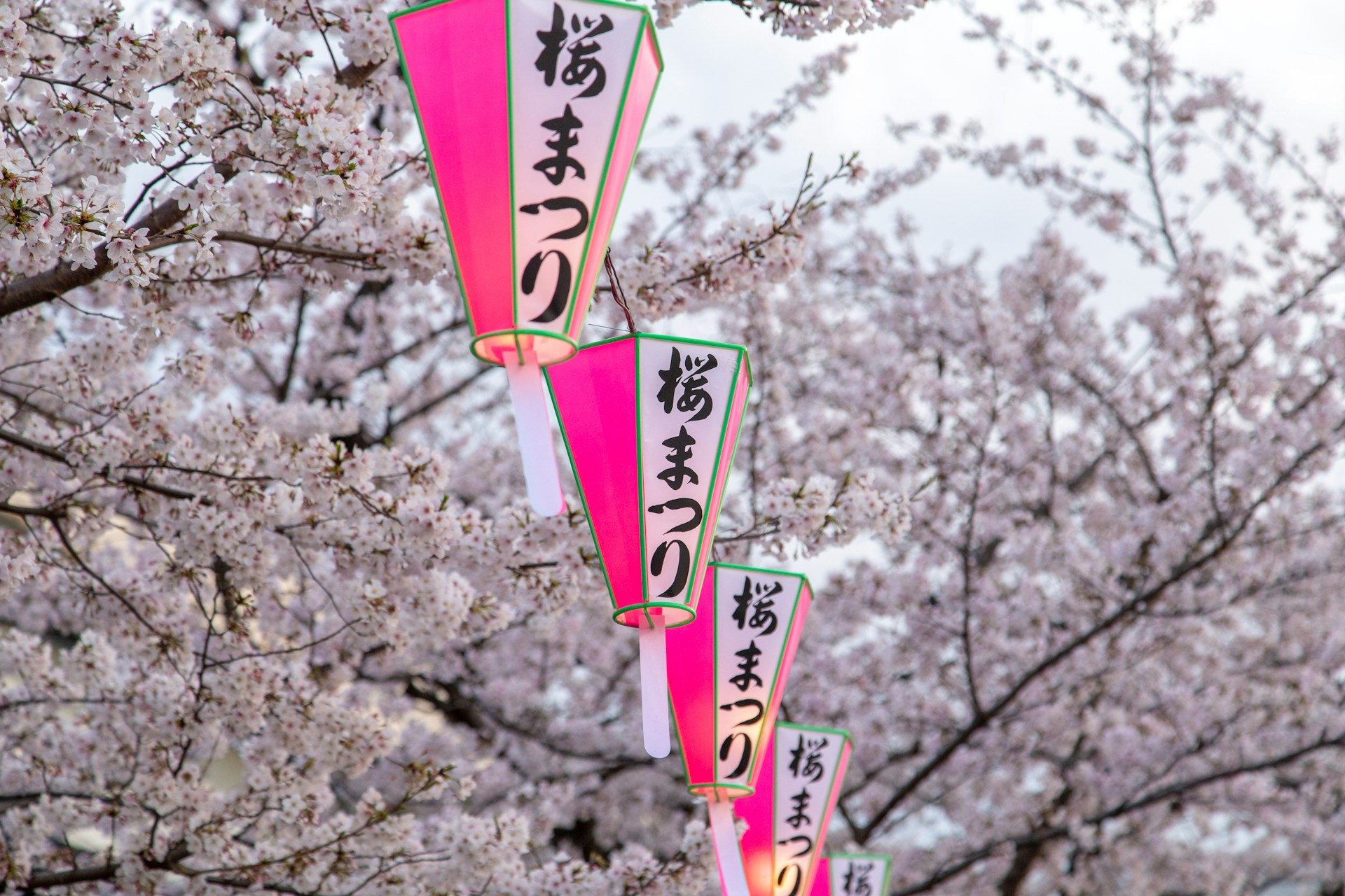Cherry Blossom in Japan: Festivals, Matsuri & Seasonal Magic