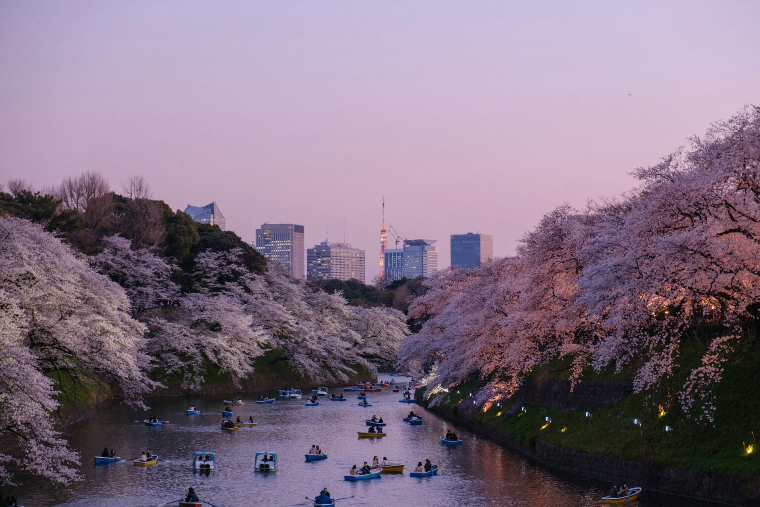 Cherry Blossom In Japan Festivals Matsuri Seasonal Magic cherry-blossom-in-japan-festivals-matsuri-seasonal-magic