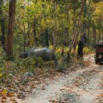 Wildlife Safaris in Nepal: Rhinos, Tigers & Jungle Experiences