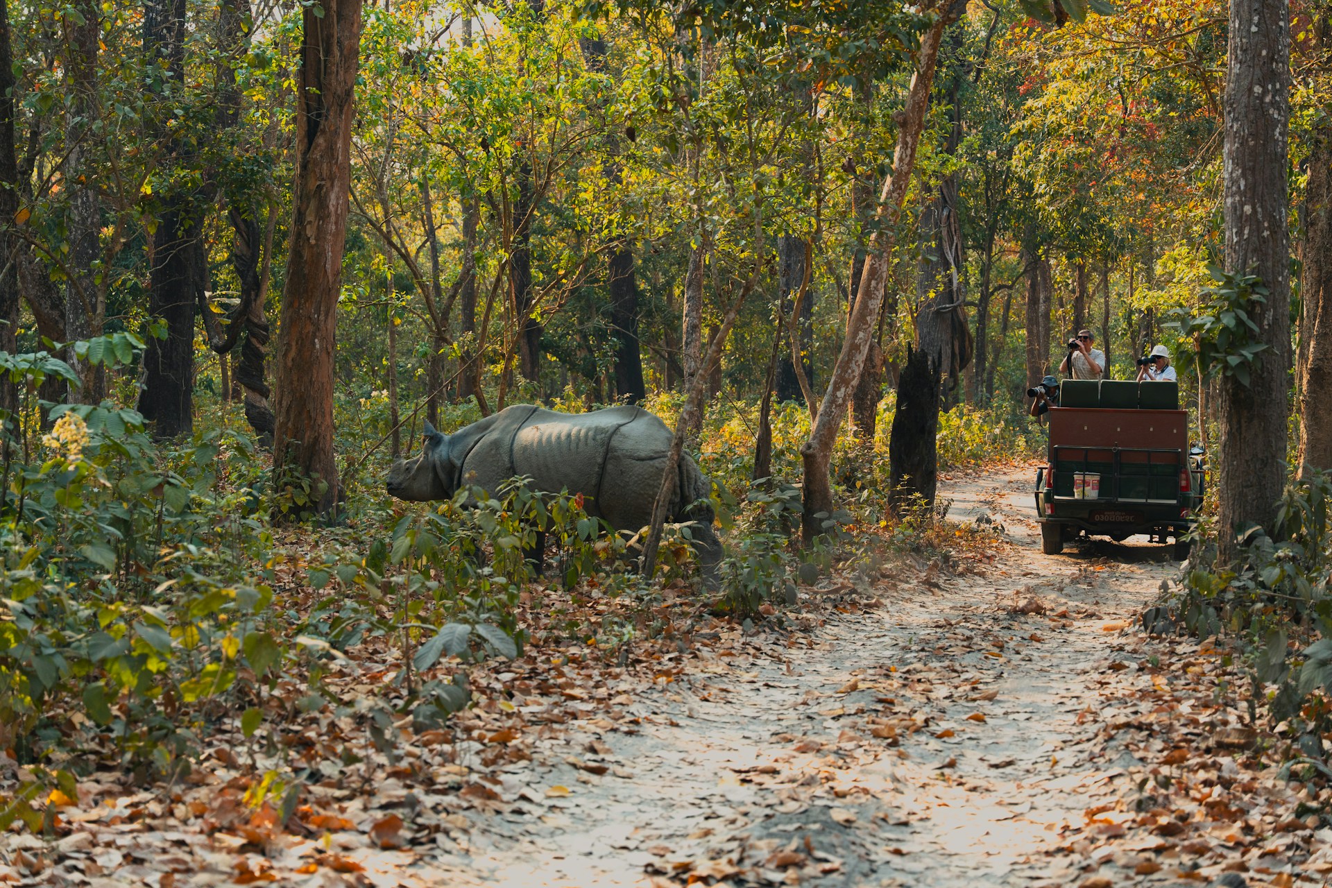 Wildlife Safaris in Nepal: Rhinos, Tigers & Jungle Experiences