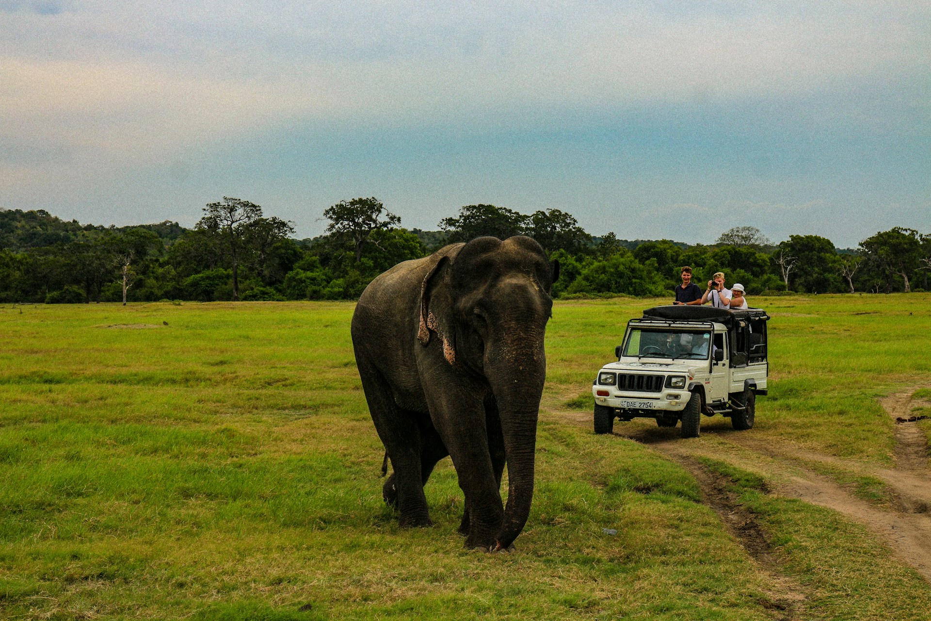 What Are Sri Lanka’s Best Wildlife & Nature Experiences? — Safaris, National Parks & Elephant Experiences